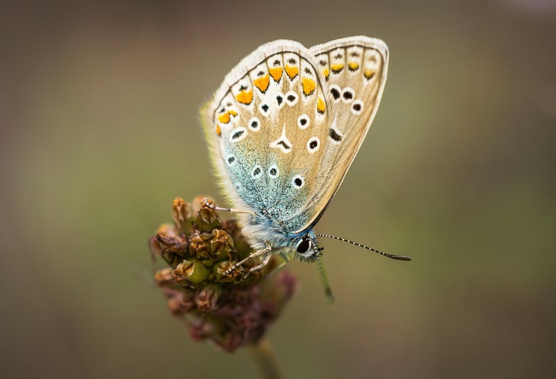 Avoiding Butterfly Effects